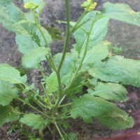 Brassica juncea (L.) Czern.